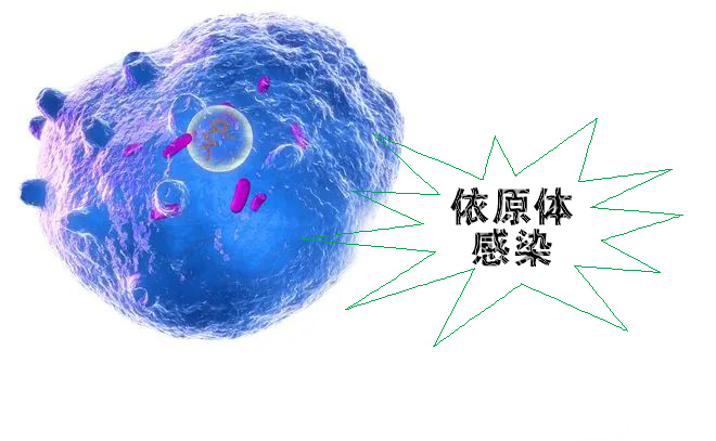 怎么不知不覺(jué)就感染了沙眼依原體呢？